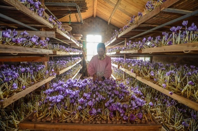 تاسیس گلخانه برای زعفران